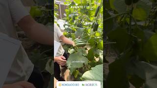 Avante F1 Ийк Ота Қфйда Етиштирилган Avante F1 Дурагай Натижалари. Сана 18 Сентябрь, 2025 Йил.