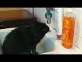Hangover Cat - How To Avoid A Hangover Video Tutorial Mp3 Song