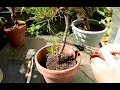 Trunk Chopping a Bonsai Tree, Aug 2016