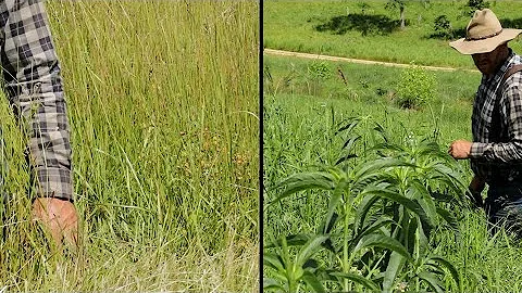 Bad Year for Fescue (Great Year for Natives)