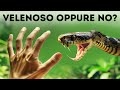I Serpenti Hanno Vinto alla Lotteria dell’Evoluzione, Ecco Perché