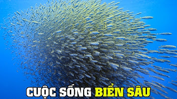 Sự Sống Dưới Đáy Biển | Khám Phá Thế Giới Động Vật Hoang Dã