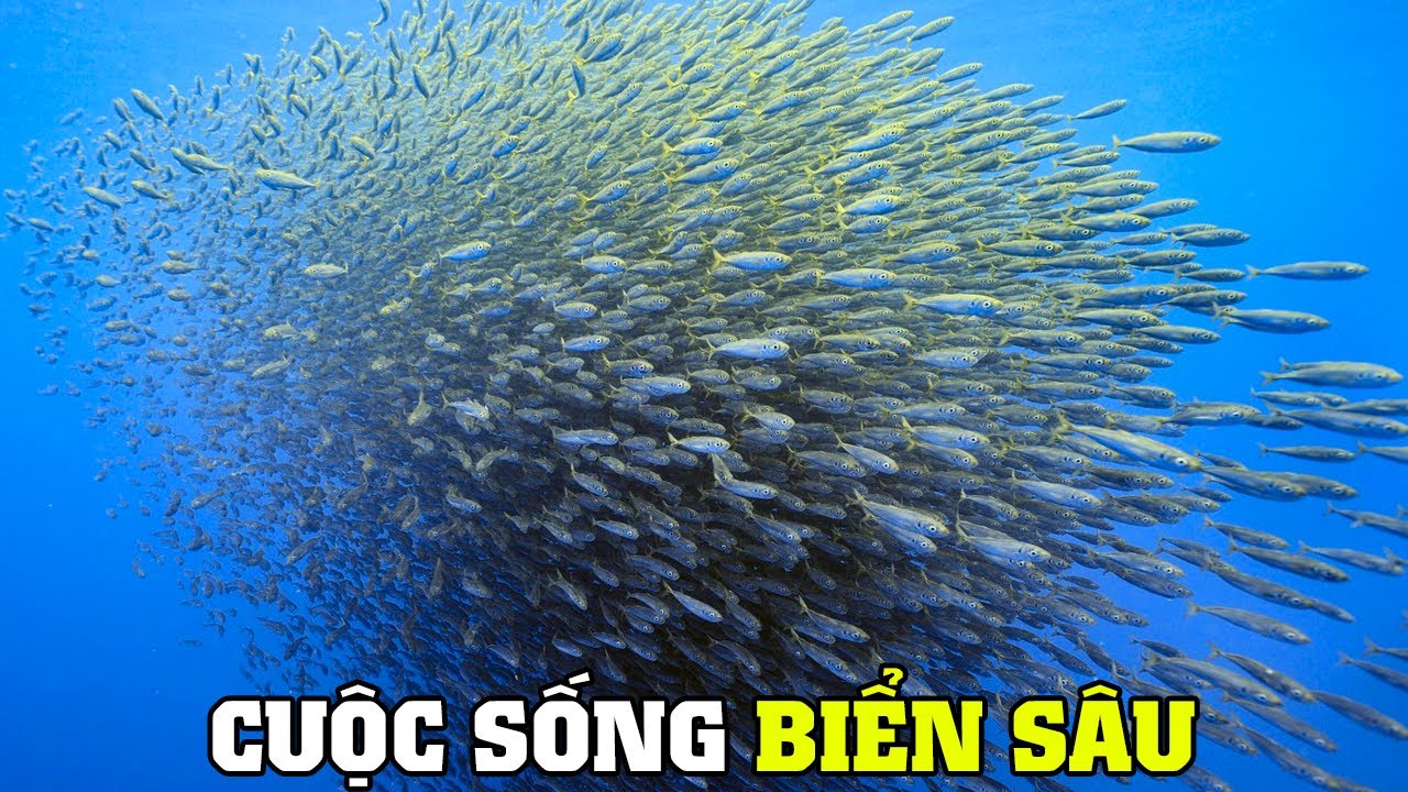 ⁣Sự Sống Dưới Đáy Biển | Khám Phá Thế Giới Động Vật Hoang Dã