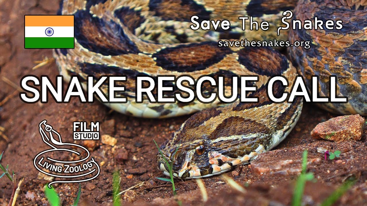 Snake Rescue Call - Wildlife Documentary Film, Conflict -8143
