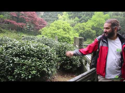 Video: Značajke Long Jing čaja (Zmajev Zdenac)