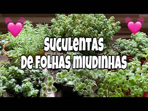 Vídeo: Serra De Folhas Pequenas