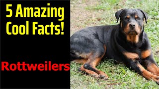 5 Fascinating Facts About Rottweilers