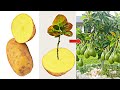 Grow Avocado By Potato Rooting Hormone 100% Root Stimulator Grow for beginner