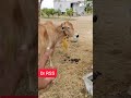 Dr RSS గోశాల | Cow feed | Maintenance | By Dr RSS