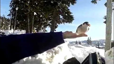 Hand Feeding Whiskey Jack Birds @ "Mt.Washington Alpine Resort"