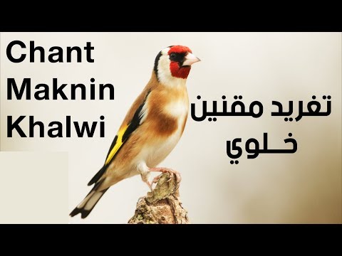 أقوى تغريد مقنين خلوي لتعليم الفراخ    2018