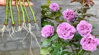 How to cut roses in the country very effectively | Rose Garden