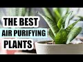 Top 8 Air Purifying Houseplants - Best Indoor Plants