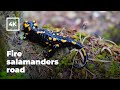 Solo hiking in fire salamanders season to the waterfall [ Ambient. ASMR. Hiking. Mountain. ]