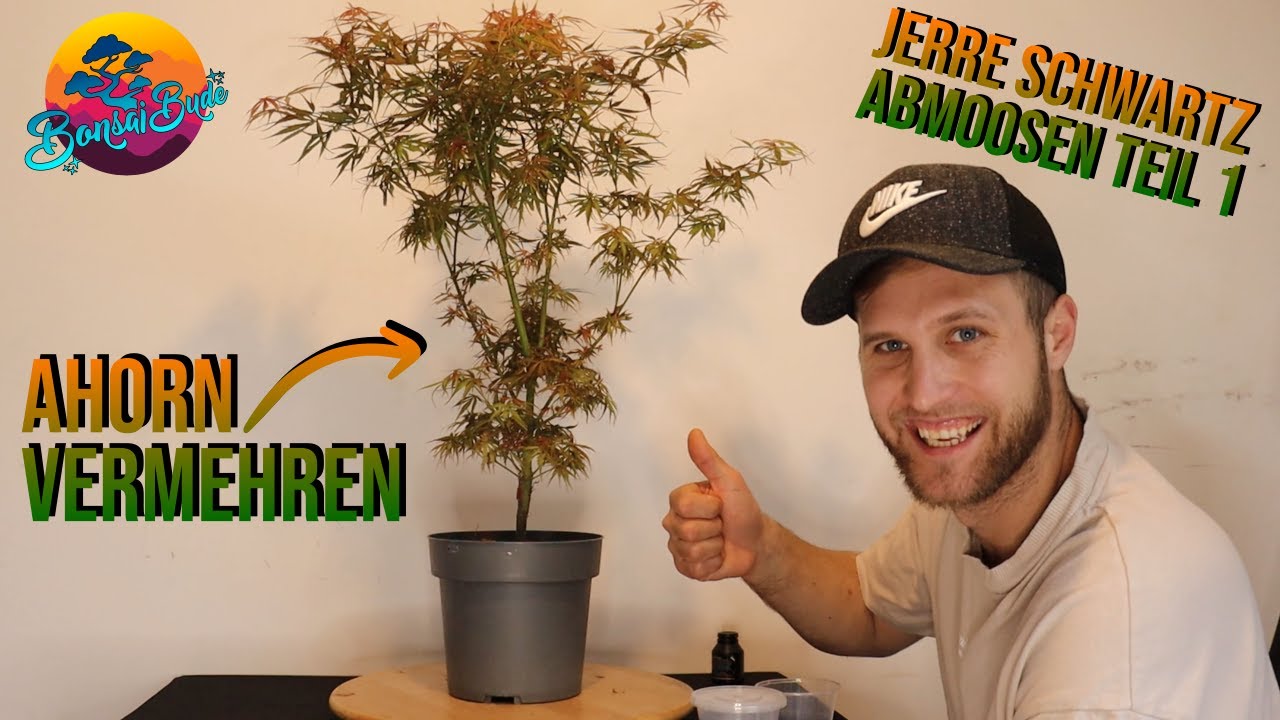 bambus silizium Silicium Mangan Bambus 🌱 Jetzt online bestellen! – Dr. Peter Hartig