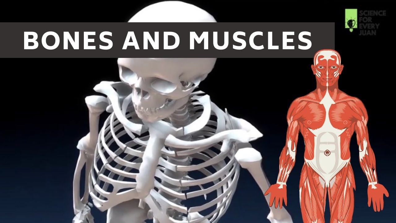 Bones and muscles. Working mechanism of Human Skeleton muscles. Humans consists of Skeletons and muscles. Overview of the skeletal muscles of the body Muscolino.