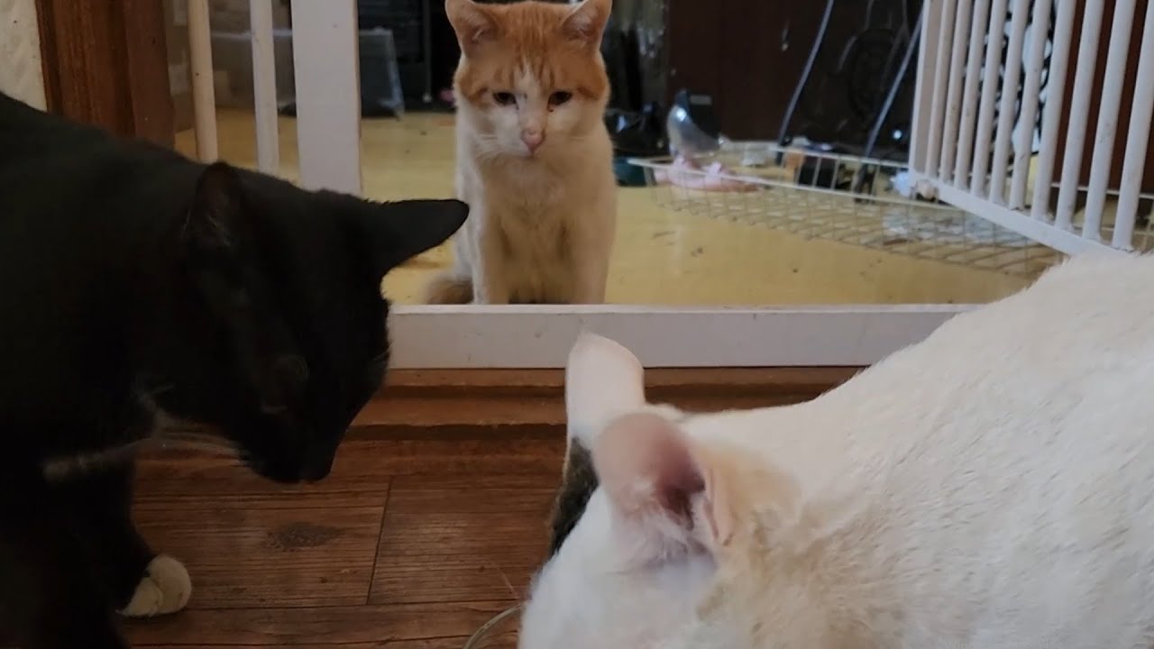 오랜만에 집에 돌아 온 이삐/많이 낯설어 한다