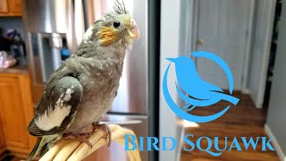 Hand Feeding A Stubborn Baby Cockatiel!  (Update #3) On The Baby's We Pulled 3 Weeks Ago