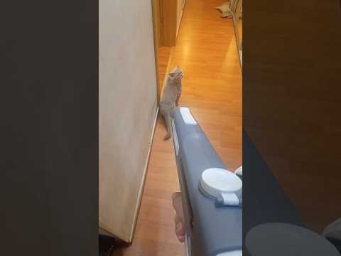Тест на мужчину, это круто? Автор видео: @lph_kompiri_2019 #комментарии #юмор #прикол