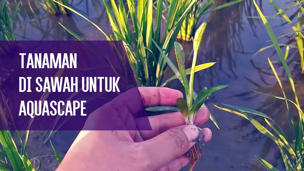 mencari tanaman air di sawah untuk aquascape sederhana YouTube