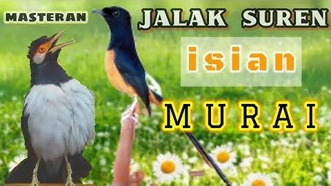 Jalak suren isian murai,putar masteran ini dan lihat hasilNya!!!