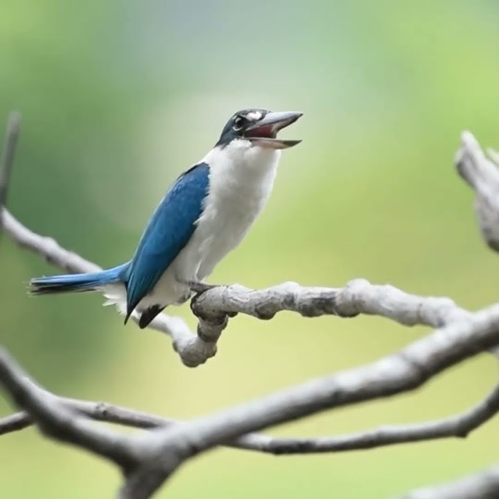 Suara Burung Kingfisher Call Indah #SHORTS #youtubeshorts #shortvideo #short