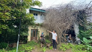 Download Lagu Cut the scariest haunted tree we have ever seen | cutting useless trees is satisfying to watch MP3 Download Lagu Cut the scariest haunted tree we have ever seen | cutting useless trees is satisfying to watch MP3