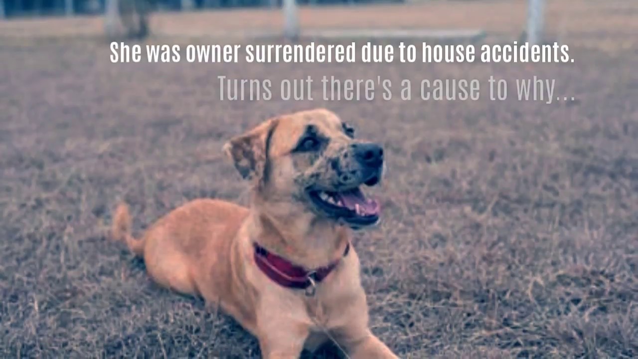 Special Needs Dog Looking For Forever Home YouTube