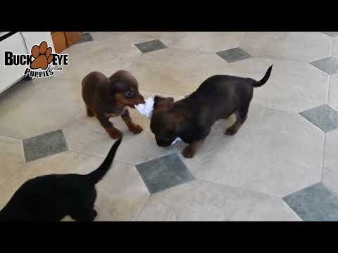 Adorable Mini Dachshund