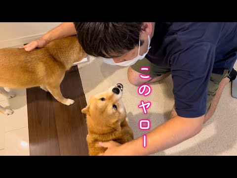 寝てる間にパパにドッキリ仕掛けられて激オコな柴犬が可愛い