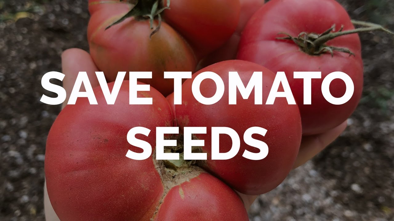 Saving Tomato Seeds