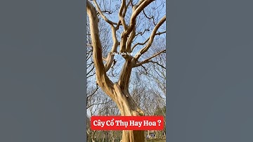 Cây hoa mà nhìn phát ai cũng tưởng cây cổ thụ vừa nghệ vừa đẹp ☎️0921.826.862 #shorts