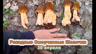 Весенние грибы, сморчки, сморчковые шапочки. Липецкая область. 30 апреля.