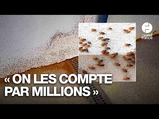 Pourquoi les punaises des champs envahissent la France (et surtout l’Ouest)