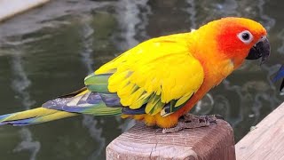 Baby Sun Conure Parrot Funny Moments | Sun Conure Dancing and Playing With Sounds by Pet Birds 11,859 views 2 years ago 4 minutes, 4 seconds