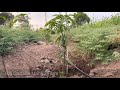 High density mango plantation  intercropped chickpeas  chana harvesting  raj gadade mango farm