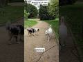 Simbaрџђ Friends 2025 Pets France Puppy Paris Dogtips Doglife Trending Instagram Simbaрџђ Friends 2025 Pets France Puppy Paris Dogtips Doglife Trending Instagram