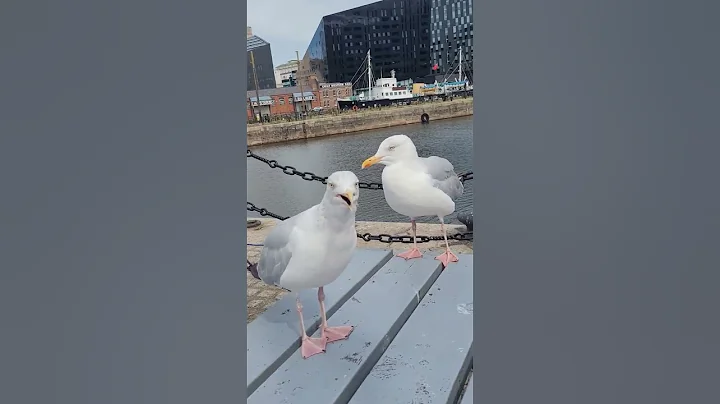 🕊🔊Amazing noise of seagull#short#asmr#4kviews - DayDayNews