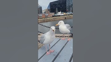 Thumbnail of 🕊🔊Amazing noise of seagull#short#asmr#4kviews