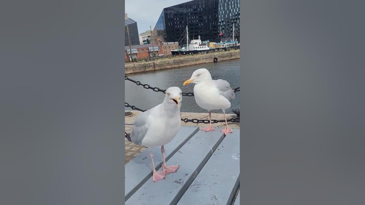 🕊🔊Amazing noise of seagull#short#asmr#4kviews