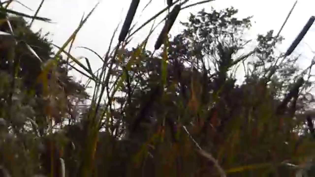 Chichester Harbour - English Reedmace - Typha latifolia - Gæsadúnhamar - Dúnkefli - Vatnastrá