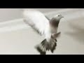 شاهد بالتصوير البطيء كيف يطير الحمام القلاب التركي الأصيل. pigeon tumbler turkey