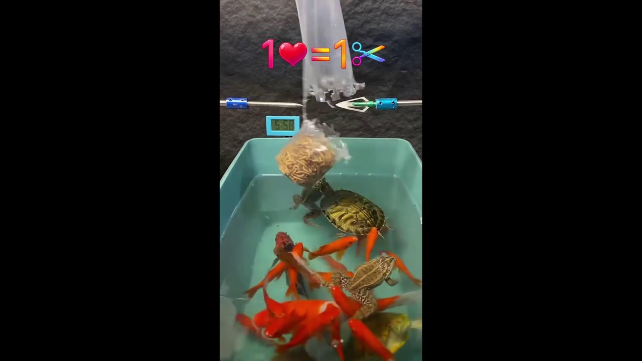 Live shorts's divertindo-se