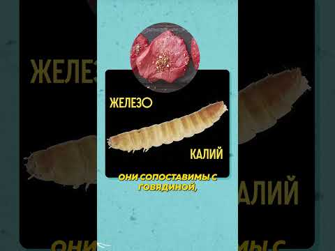 Видео: МУЧНЫЕ ЧЕРВИ - ПИТАТЕЛЬНЫЕ КАК ГОВЯДИНА #редакциянаука #хлеб #умами #наука #зерно #глютен