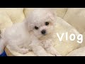 저희 집 새 식구가 생겼어요🐶 (토리 유튜브 첫 공개🤍) 주말 남편과 이태원 데이트(쏭타잉치앙마이 팟타이, 키에리 케이크 방문) 골린이 남편과 스크린 골프 데이트🏌🏻‍♀️