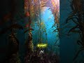 Giant Klep Forest Grow Underwater! #GiantKelp #Macrocystis #KelpForest #UnderwaterForest