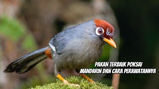 JENIS PAKAN TERBAIK POKSAY MANDARIN DAN CARA PERAWATANNYA