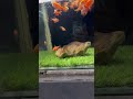 My Fish Go Crazy When They See Me🐟🔥#shorts #fish #animalshorts #aquarium #youtube