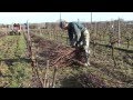 Pépinières Viticoles Morin - Plantation de plants de vigne, taille, greffage par Vinimédia