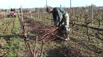 Quelle est la différence entre viticole et vinicole ?